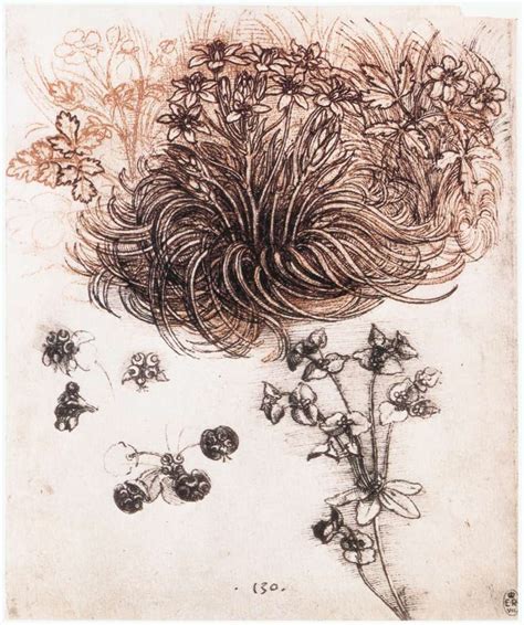 Leonardo Da Vinci Drawings Of Plants