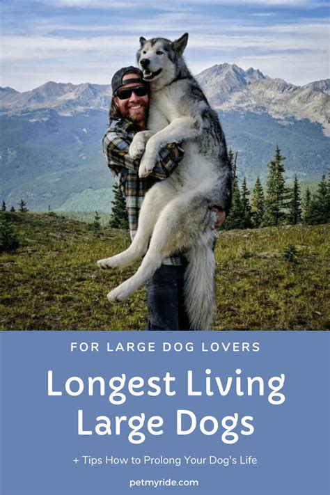 Longest Living Large Dog Breeds - Best Pups Spend Life With by Viktoria ...