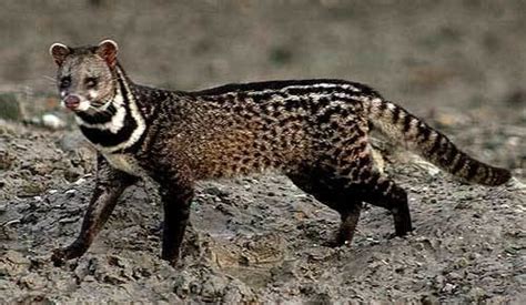 Civet ~ Detailed Information | Photos | Videos