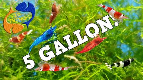 10 BEST FISH For 5 Gallon AQUARIUM - YouTube