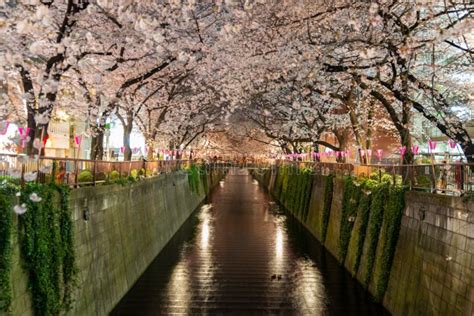 Tokyo Meguro River Cherry Blossom at Night Stock Image - Image of ...