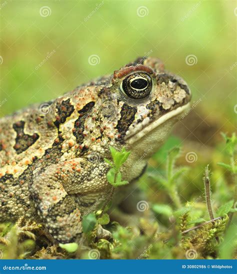 Fowler s Toad stock photo. Image of terrestrial, fowlers - 30802986