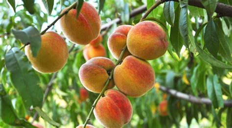 Peach Tree Growth Stages: How Fast Do Peach Trees Grow?