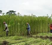 About Jute Crop | Jute Production in India