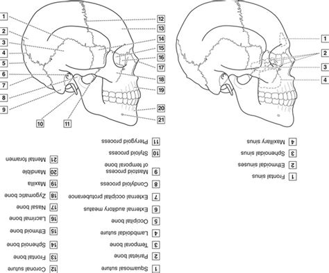 4: Head, Neck, and Dental Anatomy | Pocket Dentistry