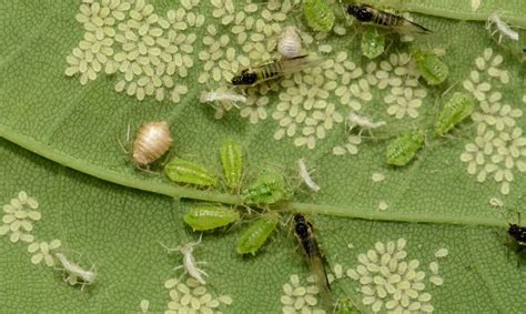 Natural Enemies for Pest Control: పంటలపై పురుగులను నివారించే సహజ శత్రువుల గురించి మీకు తెలుసా ...