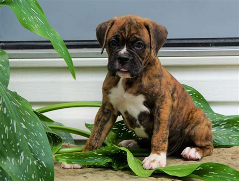 AKC Registered Boxer Puppy For Sale Baltic, OH Male- Gus – AC Puppies LLC