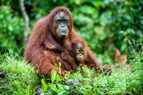 Orangután: características, comportamiento y hábitat - Mis Animales