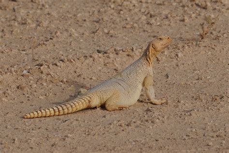 Birds of Saudi Arabia: Colour Change of Arabian Spiny-tailed Lizard