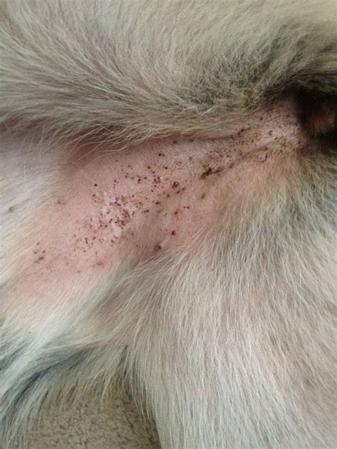 What Do Fleas Look Like On Dogs? - PestSeek