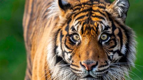 Endangered Sumatran tiger dies at Washington zoo after suffering severe ...