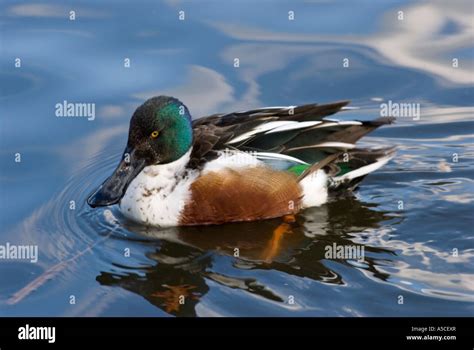 Male Northern Shoveler Duck Stock Photo - Alamy