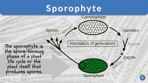 Sporophyte Definition and Examples - Biology Online Dictionary