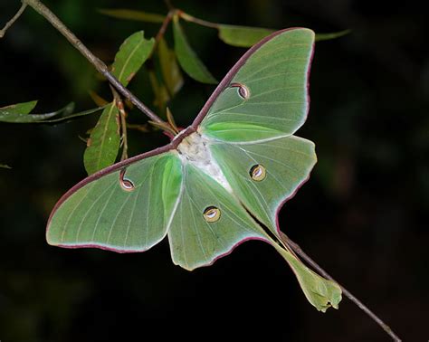 HD wallpaper: Animal, Cecropia Moth | Wallpaper Flare