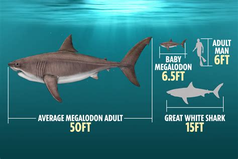 Baby Great White Shark Size