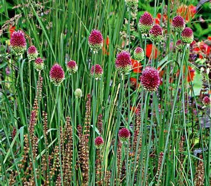 Allium sphaerocephalon | White flower farm, Allium sphaerocephalon, Allium flowers