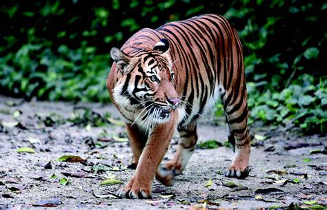 Malayan tigers will be extinct in 5-10 years