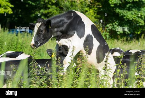 Cow mating. Black and white cows in a field mating in Summer in the ...