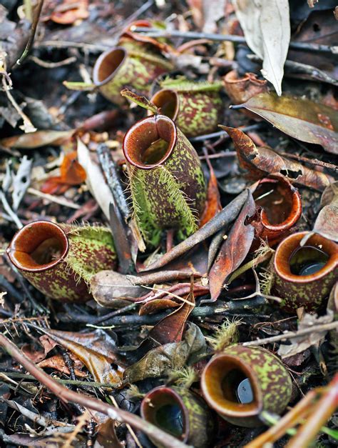 The Weird World Inside a Pitcher Plant - The New York Times