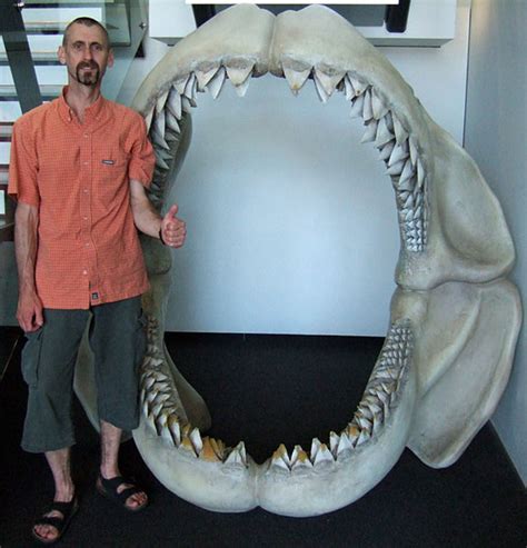 Top 4 Theories About What Caused Megalodon's Extinction | HubPages