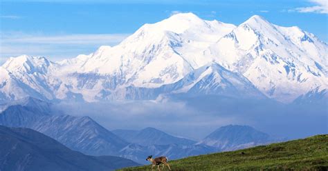 Denali National Park: Beautiful and wild