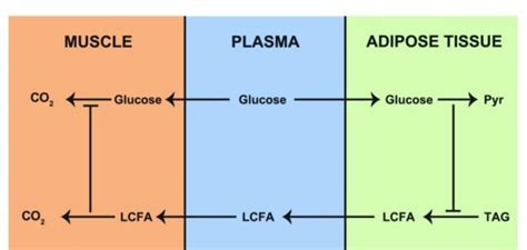 The randle cycle, "The glucose-fatty acids cycle" a homeostatic ...