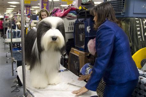 Bearded Collie | audrey_sel | Flickr