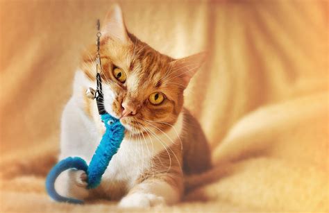 10 Best Cat Toys for Bored Cats to Keep Them Entertained - Pets Carter