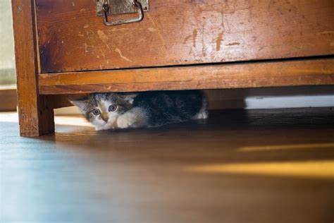 Is Your Cat Hiding? Here's Why — And What to Do