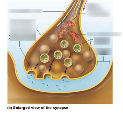 Structure of Motor Neuron (Synapse) Diagram | Quizlet