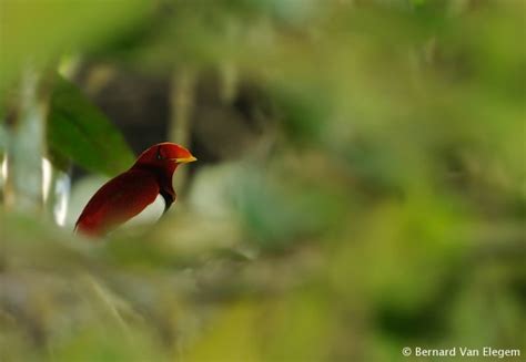 King Bird of Paradise | Bernard Van Elegem