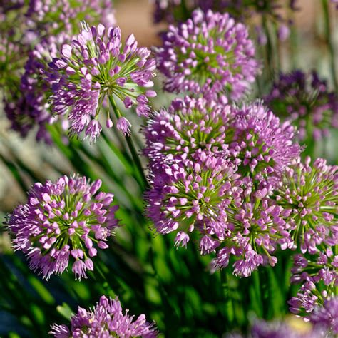 Allium 'Millenium' - Groundwork Illinois