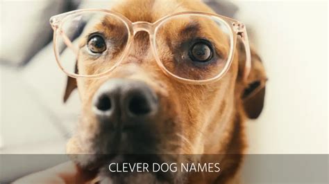 Ultimate List Of The Top 400+ Funny Dog Names – Hilarious, Witty, Silly, Clever Puppy Name Ideas