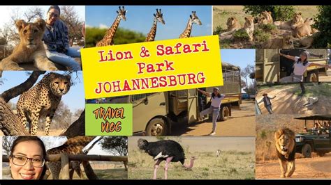 JOHANNESBURG, South Africa : Lion & Safari Park Adventure - YouTube