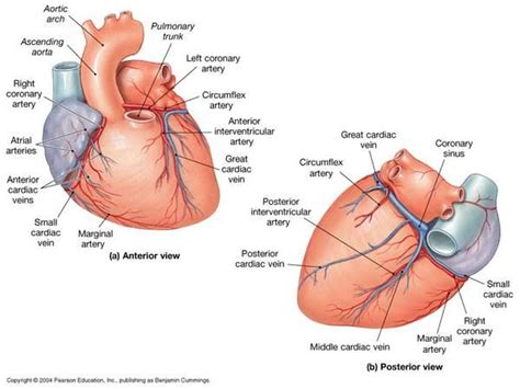 Posterior Interventricular Artery Interventricular artery | Heart | Pinterest