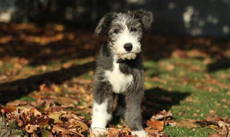 Stella - Bearded Collie puppy