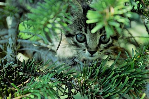 a cat in the bush | Smithsonian Photo Contest | Smithsonian Magazine