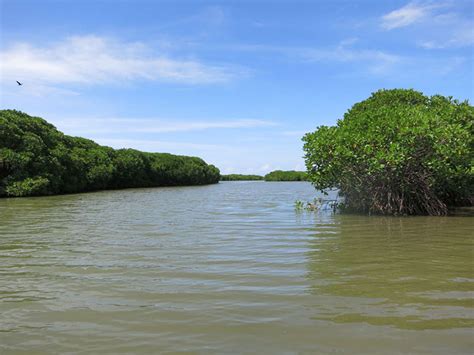 Negombo Lagoon Boat Tour | Negombo lagoon boat tours in Sri Lanka | River cruises in Negombo Sri ...