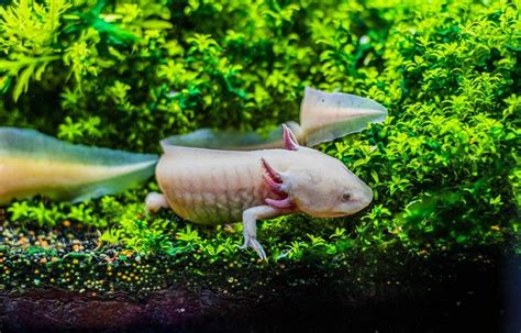 Axolotl Care Sheet: Tank Set Up, Health, Diet And More, 40% OFF