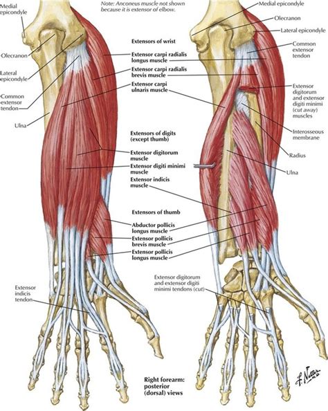 Muscles Of Upper Limb Anterior View