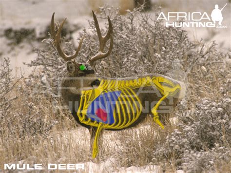 HUNTING Mule Deer | AfricaHunting.com