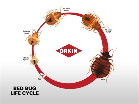 Life Stages & Cycles of Bed Bugs | Orkin