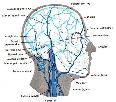 sinus cavities in back of head | Arthur's Medical Circulatory System ...