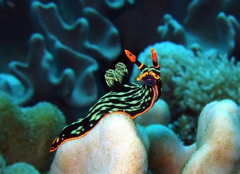 Sea Slug Wallpaper HD Download