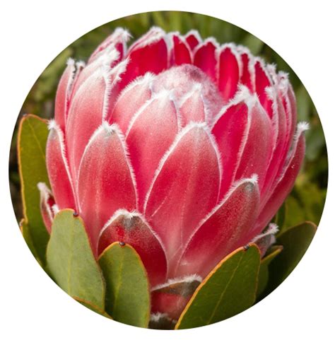 Protea – Buy Protea Plants Australia – Proteaflora