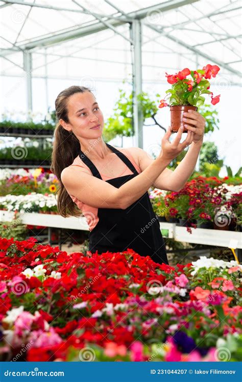 Young Female Gardener Working with Dipladenia Plants in Pots Stock ...