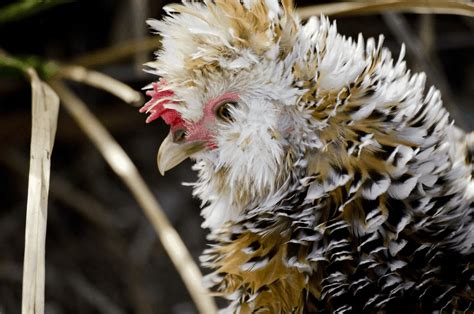 Frizzle Chickens - A Guide to the Fun Chicken Breed | Somerzby