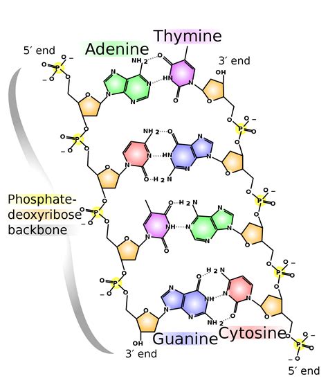 DNA - wikidoc