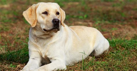 Labrador Retriever: Australia's Favourite Breed (Guide)