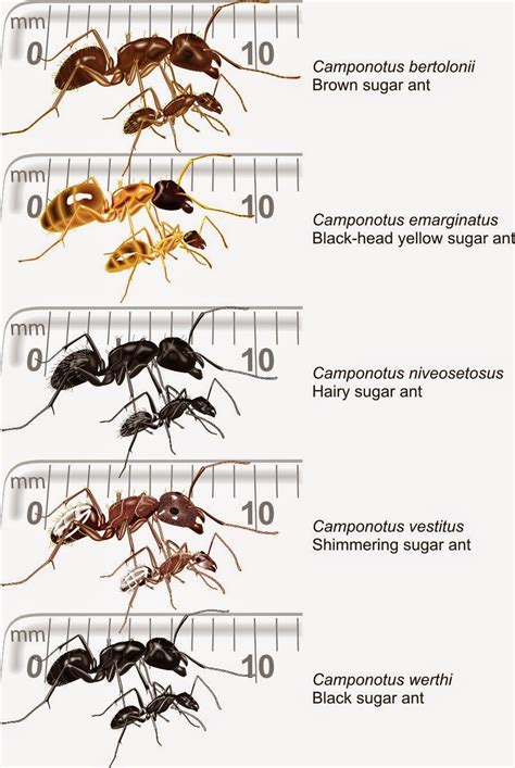 - Ants of Southern Africa -: FORMICINAE: the Elegant, Acid-Squirting, Pugnacious or Sugar ants